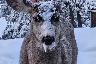 34 Normandy Rd, Evergreen, CO 80439 - Photo 40