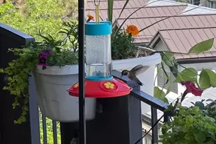 1265 Race St, Denver, CO 80206 - Photo 20