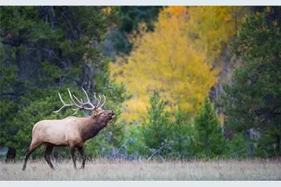 8938 Hillview Road, Morrison, CO 80465 - Photo 46