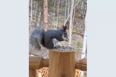 702 Bellows Road, Hartsel, CO 80449 - Photo 6