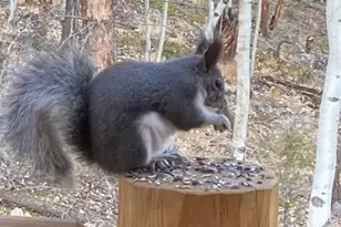 702 Bellows Rd, Hartsel, CO 80449 - Photo 6