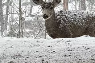 702 Bellows Rd, Hartsel, CO 80449 - Photo 8