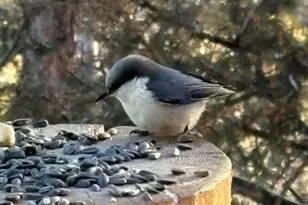 702 Bellows Rd, Hartsel, CO 80449 - Photo 8