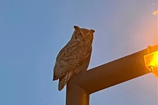 3322 S Ammons St, Lakewood, CO 80227 - Photo 20