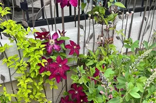 732 Boulder Peak Ave, Erie, CO 80516 - Photo 46