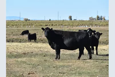 0 County Road 15.5, Blanca, CO 81123 - Photo 14