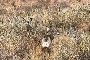 940 S Co Rd 29, Loveland, CO 80537 - Photo 40
