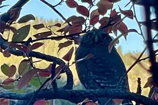 31327 Kings Valley W, Conifer, CO 80433 - Photo 46