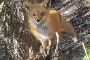 31327 Kings Valley W, Conifer, CO 80433 - Photo 48