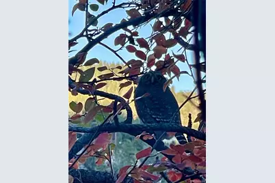 31327 Kings Valley W, Conifer, CO 80433 - Photo 48