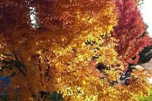 6839 S Webster St, Littleton, CO 80128 - Photo 36