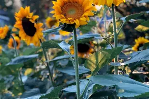 3630 N Fillmore St, Denver, CO 80205 - Photo 38