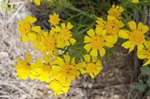 000 Black Beaver Circle, Hartsel, CO 80449 - Photo 22