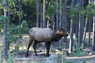31371 Shadow Mountain Dr, Conifer, CO 80433 - Photo 50