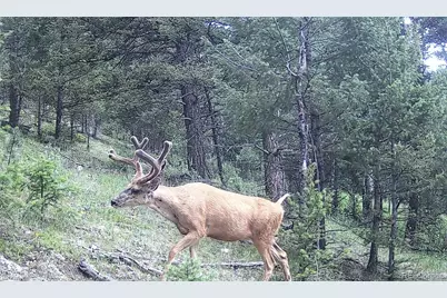 14794 Wetterhorn Peak Trail, Pine, CO 80470 - Photo 16