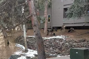 23518 Pondview Pl, Golden, CO 80401 - Photo 24