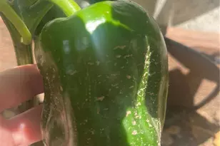 210 Pinto St, Golden, CO 80401 - Photo 34