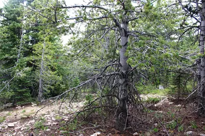 5285 Lucy Agnes, Black Hawk, CO 80422 - Photo 6