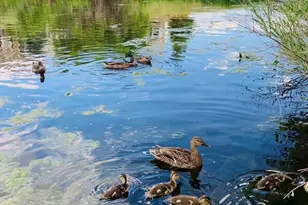 10896 Valleybrook Cir, Highlands Ranch, CO 80130 - Photo 50