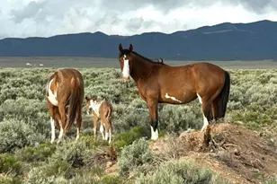 16383 Peacock Rd, San Luis, CO 81152 - Photo 32