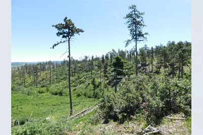 8249 Yuma Circle, Larkspur, CO 80118 - Photo 46