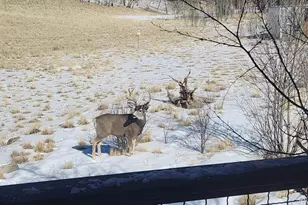 2387 Buffalo Ridge Rd, Como, CO 80432 - Photo 40