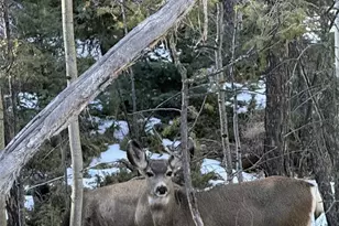 191 Nuaku, Florissant, CO 80816 - Photo 44
