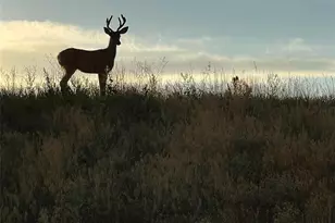 455 Rogers Wy, Castle Rock, CO 80104 - Photo 50