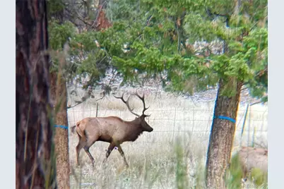 12414 S US Hwy 285, Conifer, CO 80433 - Photo 10