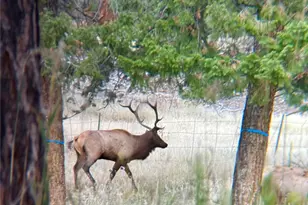 12414 S US Hwy 285, Conifer, CO 80433 - Photo 10