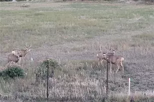 7736 S Shenandoah Dr, Elizabeth, CO 80107 - Photo 40