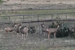 7736 S Shenandoah Dr, Elizabeth, CO 80107 - Photo 46