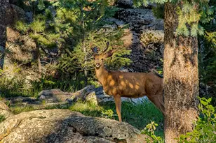 6917 Timbers Dr, Evergreen, CO 80439 - Photo 4