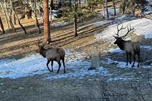 6917 Timbers Dr, Evergreen, CO 80439 - Photo 48