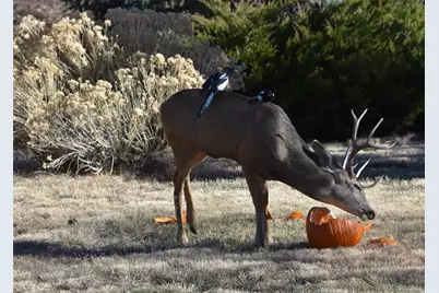 6227 Colorow Drive, Morrison, CO 80465 - Photo 34