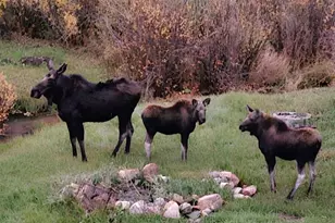 606 N Random Rd, Bailey, CO 80421 - Photo 14
