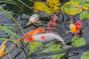 8024 S Cody St, Littleton, CO 80128 - Photo 30