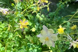 2519 Greensborough Dr, Highlands Ranch, CO 80129 - Photo 42