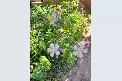 2519 Greensborough Drive, Highlands Ranch, CO 80129 - Photo 44