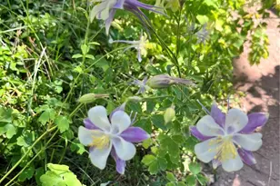 2519 Greensborough Dr, Highlands Ranch, CO 80129 - Photo 44