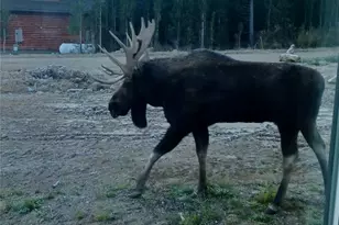 499 Silver Creek Rd, Idaho Springs, CO 80452 - Photo 38