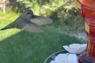 42311 Forest Oaks Dr, Elizabeth, CO 80107 - Photo 40