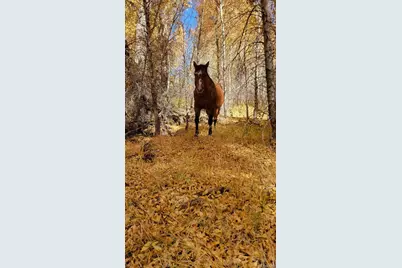 12753 13.5, Antonito, CO 81120 - Photo 8