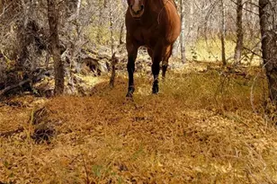 12753 13 5, Antonito, CO 81120 - Photo 8