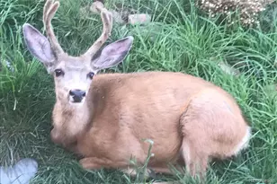 829 Co Rd 72, Bailey, CO 80421 - Photo 32