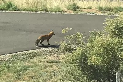 829 County Road 72, Bailey, CO 80421 - Photo 40