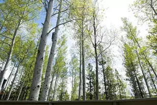 18 Hawn Dr, Frisco, CO 80443 - Photo 26