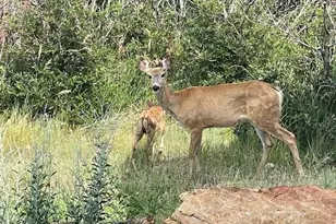 7186 Weaver Cir, Castle Rock, CO 80104 - Photo 6