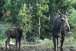 26 County Road 4946 Aka Buttercup Ln, Grand Lake, CO 80447 - Photo 28