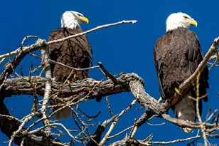 965 S Miller St, Lakewood, CO 80226 - Photo 20